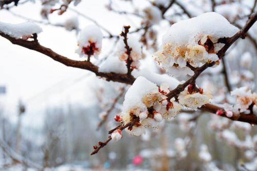 Imagen de la habitación del Yan Chun Xiang Farm Stay. Foto 7