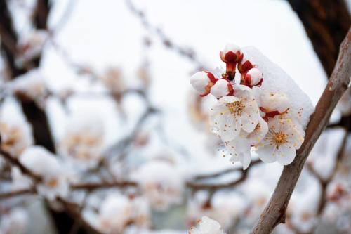 Imagen de la habitación del Yan Chun Xiang Farm Stay. Foto 8