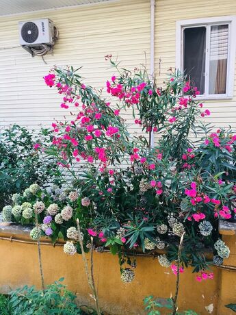 Imagen general del Yasmin Otel. Foto 9