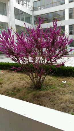 Imagen general del Yintan Resort. Foto 4