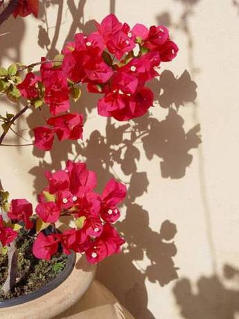 Imagen general del Zacosta Villa Hotel. Foto 4