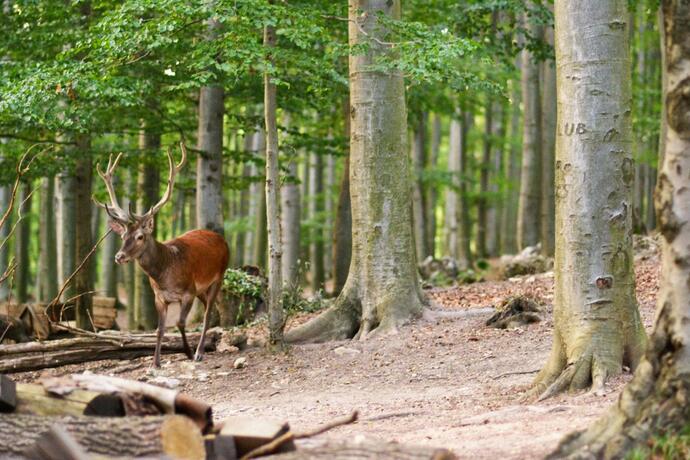 Imagen general del chata Trubárka. Foto 63
