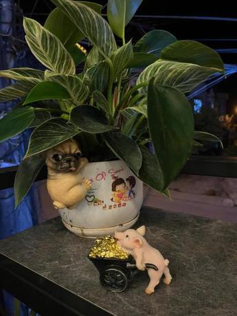 Imagen general del Ỉn Homestay & Caf&eacute;. Foto 7