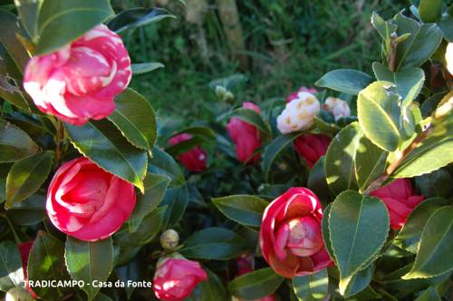 Imagen de la habitación del Alojamiento Rural Tradicampo Eco Country Houses. Foto 9