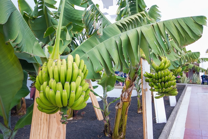 Imagen de los exteriores del Apartahotel Floresta, Puerto del Carmen. Foto 8