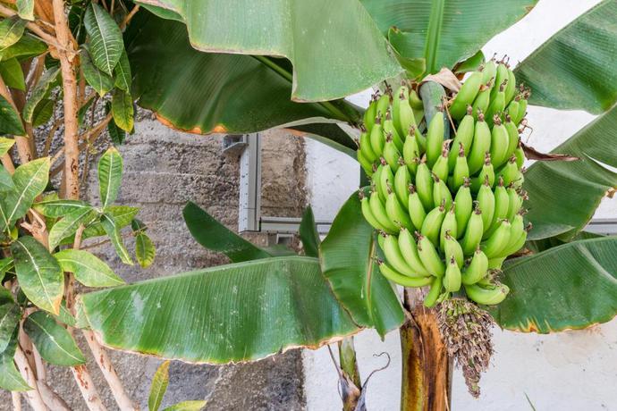 Imagen general del Apartahotel Palm Suites (formerly Calypso Oasis). Foto 8