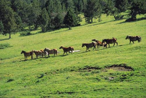 Imagen general del Apartamentos Apartamentos Canigou. Foto 38