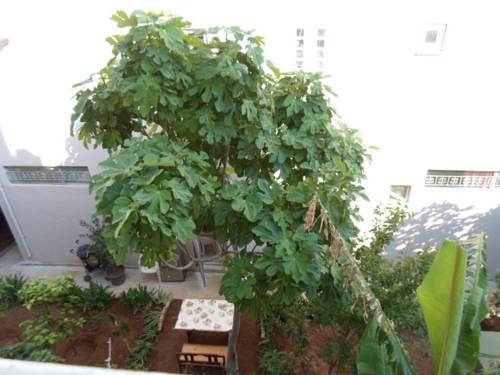 Imagen general del Apartamentos Banana Apart. Foto 4