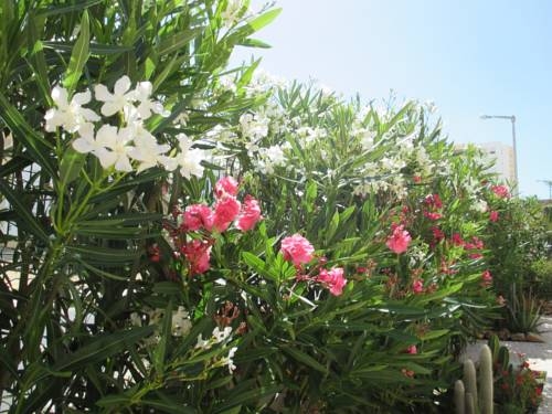 Imagen general del Apartamentos Casa Nova, Lagos. Foto 5