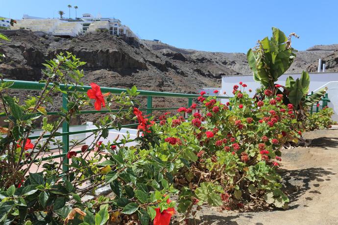 Imagen general del Apartamentos Halley. Foto 3