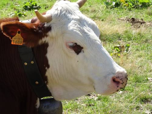 Imagen de la habitación del Apartamentos Les 7 Laux Immobilier Services. Foto 3