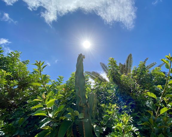 Imagen de los exteriores del Apartamentos Leticia del Mar. Foto 12