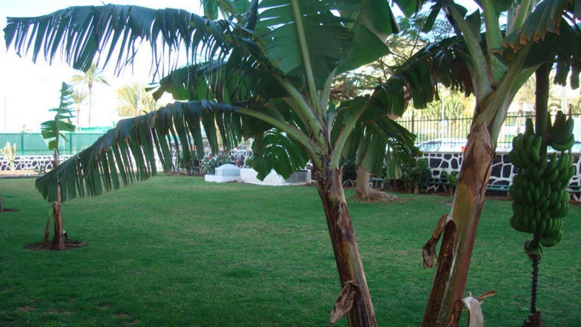Imagen de los exteriores del Apartamentos Los Cactus, Playa del Inglés. Foto 14