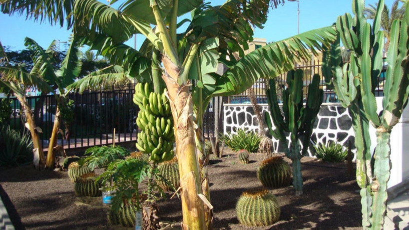Imagen de los exteriores del Apartamentos Los Cactus, Playa del Inglés. Foto 15