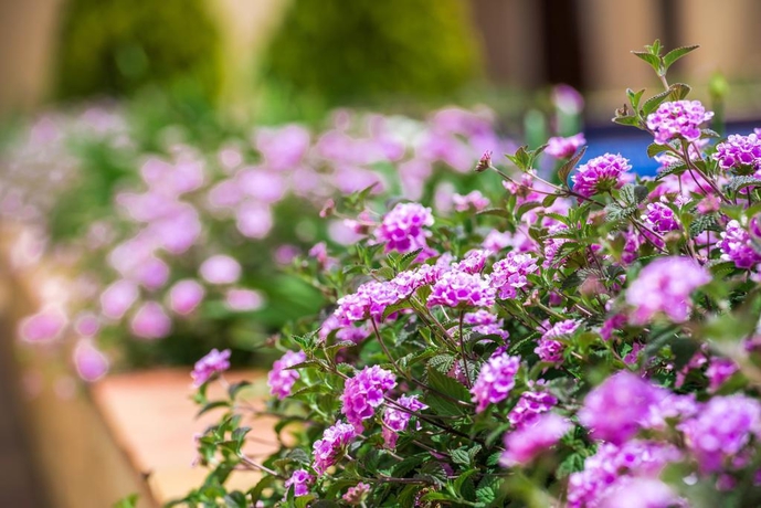 Imagen general del Apartamentos Mar Da Luz. Foto 6