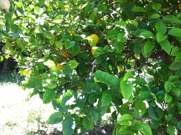 Imagen de los exteriores del Apartamentos Olga's Paradise Hotel Apartments. Foto 11