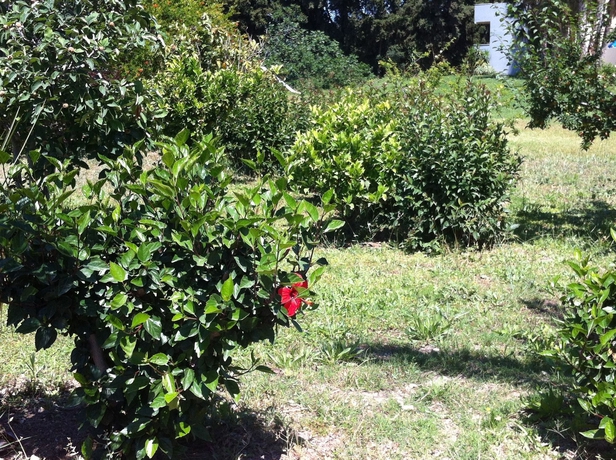 Imagen de los exteriores del Apartamentos Olga's Paradise Hotel Apartments. Foto 12