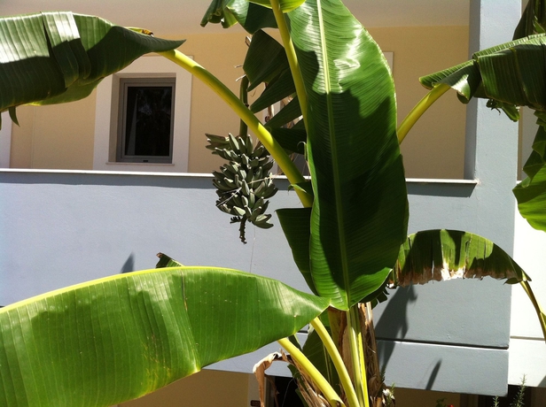 Imagen de los exteriores del Apartamentos Olga's Paradise Hotel Apartments. Foto 14