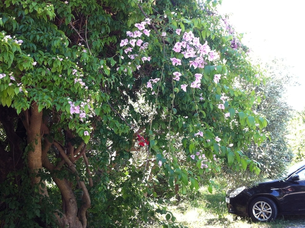 Imagen de los exteriores del Apartamentos Olga's Paradise Hotel Apartments. Foto 15