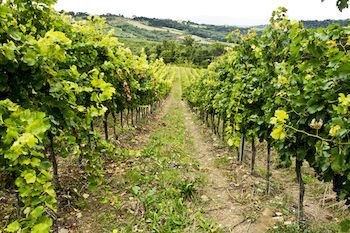 Imagen general del Apartamentos Poggio Torselli. Foto 12