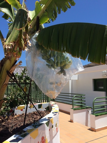 Imagen de los exteriores del Apartamentos Porlamar. Foto 8