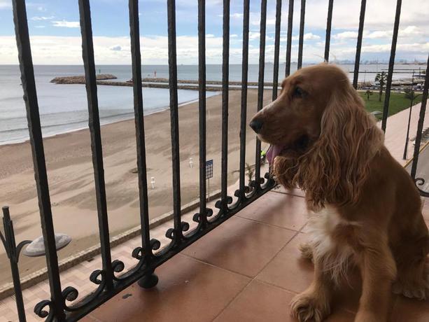 Imagen general del Apartamentos Sea You Apartamentos Valencia Port Saplaya. Foto 5