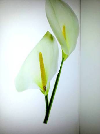 Imagen de la habitación del Apartamentos Vienna Dream. Foto 51