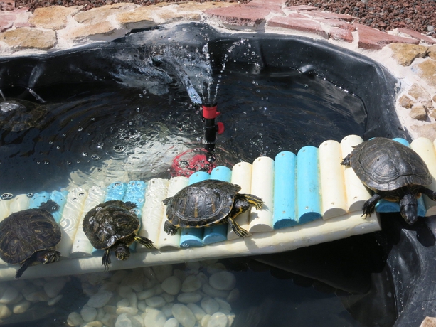 Imagen de los exteriores del Apartamentos Villa Florida, Costa Caleta. Foto 9