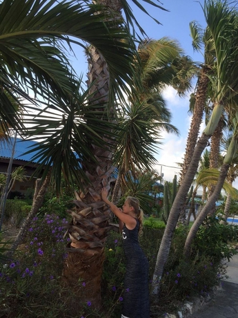 Imagen de los exteriores del Aparthotel Aruba Blue Village. Foto 7