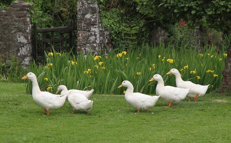 Imagen de los exteriores del B&B Bickleigh Castle Hotel - Castle. Foto 16