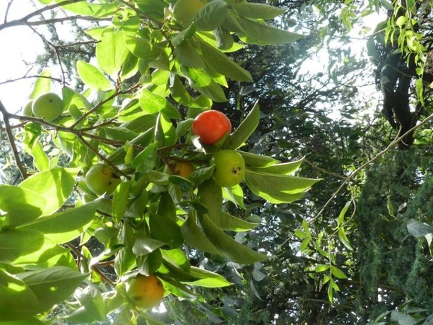 Imagen general del B&B Castello Di Frassinello. Foto 5