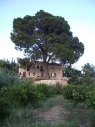 Imagen de los exteriores del B&B Cortijo El Pino Retreat. Foto 6