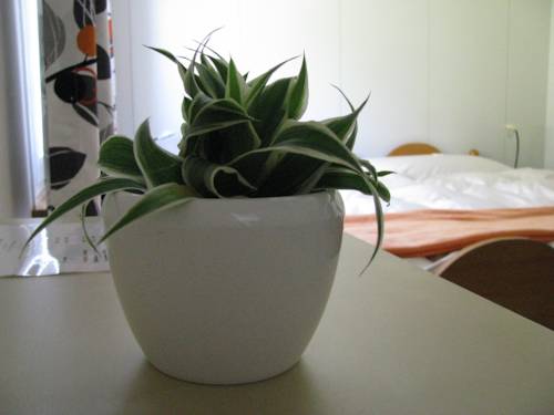Imagen de la habitación del B&B Gasthaus Sch&ouml;nenboden. Foto 5