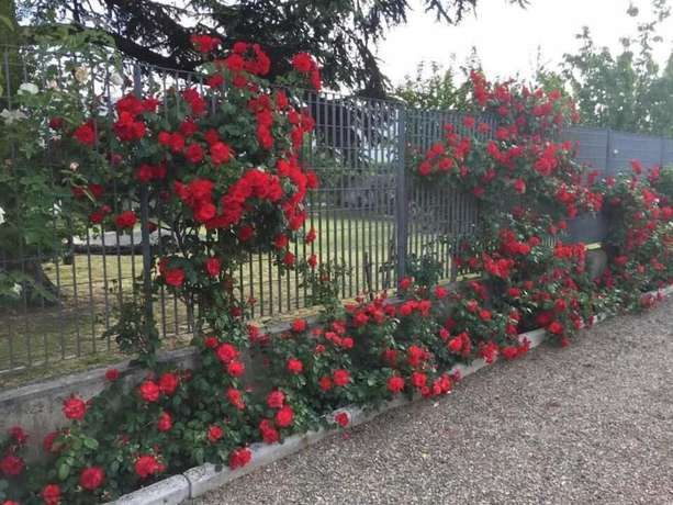 Imagen de los exteriores del B&B Tenuta La Rosa. Foto 15