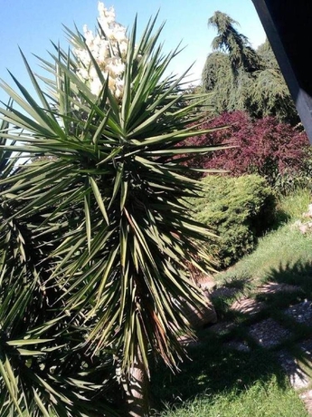 Imagen de los exteriores del B&B Villa Sans Souci. Foto 13