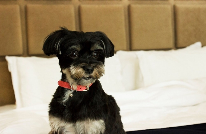 Imagen general del Boutique The Soho Hotel and Residences. Foto 2