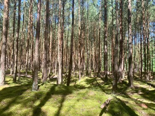 Imagen general del Camping Camp Bursztynowy Las. Foto 5
