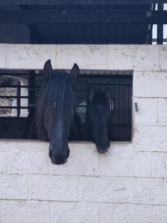 Imagen general del Camping Club hipica la ferme de montroy. Foto 4