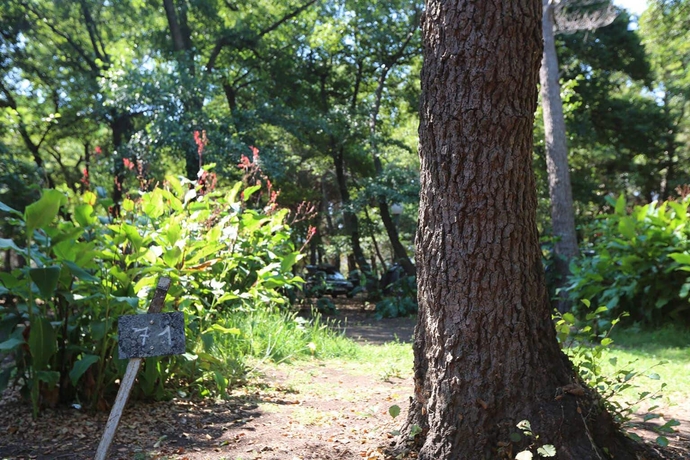 Imagen de los exteriores del Camping Dolce Vita, Calvi. Foto 14