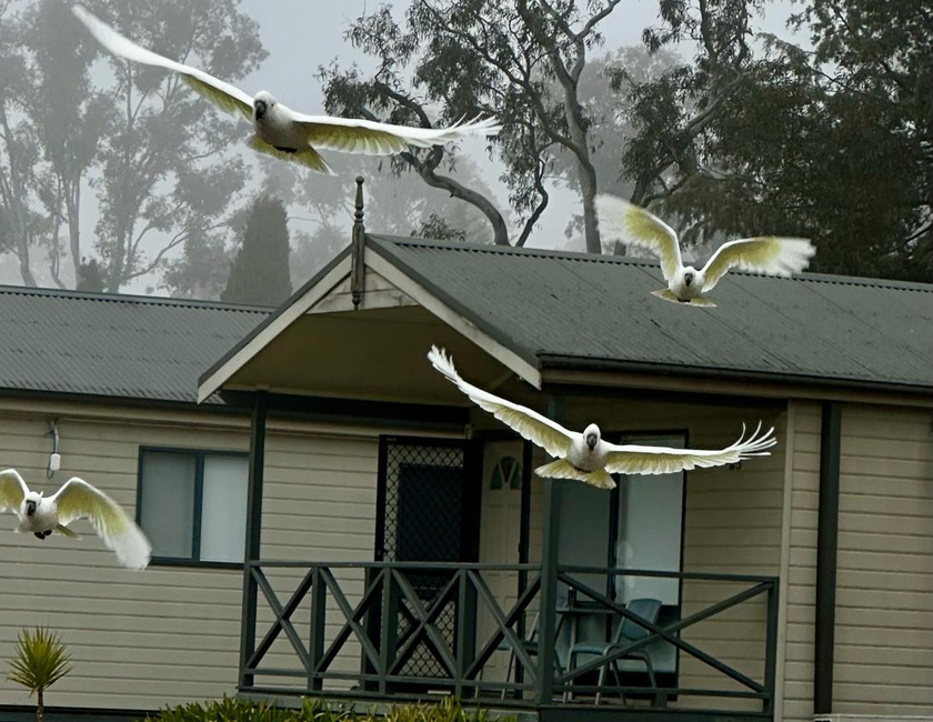 Imagen general del Camping Eaglehawk Park Canberra. Foto 2