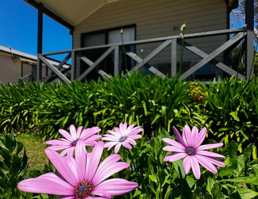 Imagen general del Camping Eaglehawk Park Canberra. Foto 3