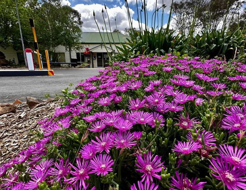 Imagen general del Camping Eaglehawk Park Canberra. Foto 8