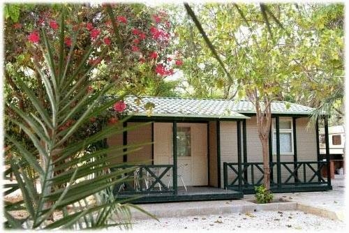 Imagen general del Camping Las Palmeras, Crevillente. Foto 15