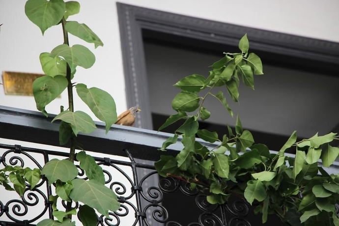 Imagen de los interiores del Casa de Huéspedes Bougainvillea Riad. Foto 19