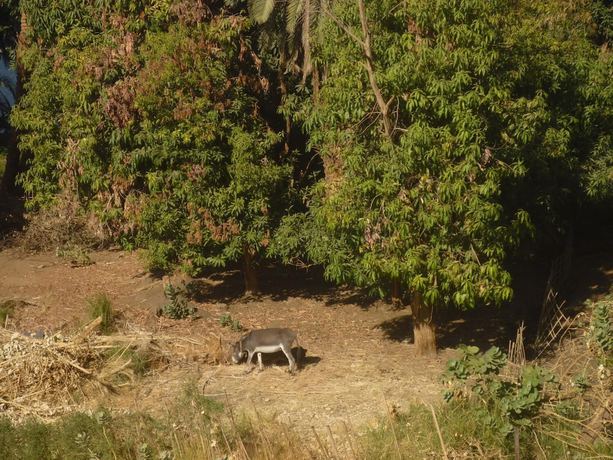 Imagen de los exteriores del Casa de Huéspedes El Prince Guest House. Foto 17
