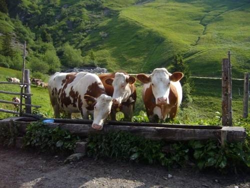 Imagen general del Casa de Huéspedes Innertal Bauernhof. Foto 5