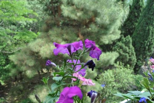 Imagen general del Casa de Huéspedes Primorskiy Park. Foto 44