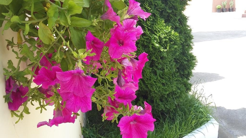 Imagen general del Casa de Huéspedes Prokhlada. Foto 8