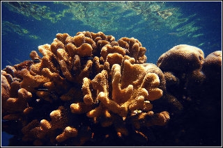 Imagen del Casa de Huéspedes Summer Villa Guest House. Foto 15