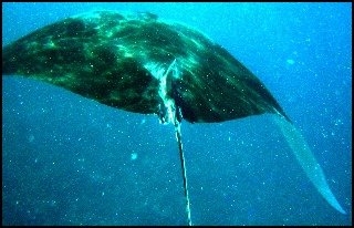 Imagen de los exteriores del Casa de Huéspedes Summer Villa Guest House. Foto 11